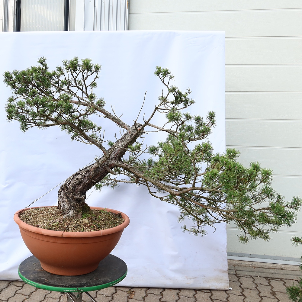 Pinus sylvestris Spanien – Waldkiefer