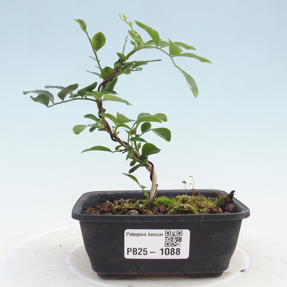 Zimmerbonsai - Muraya paniculata