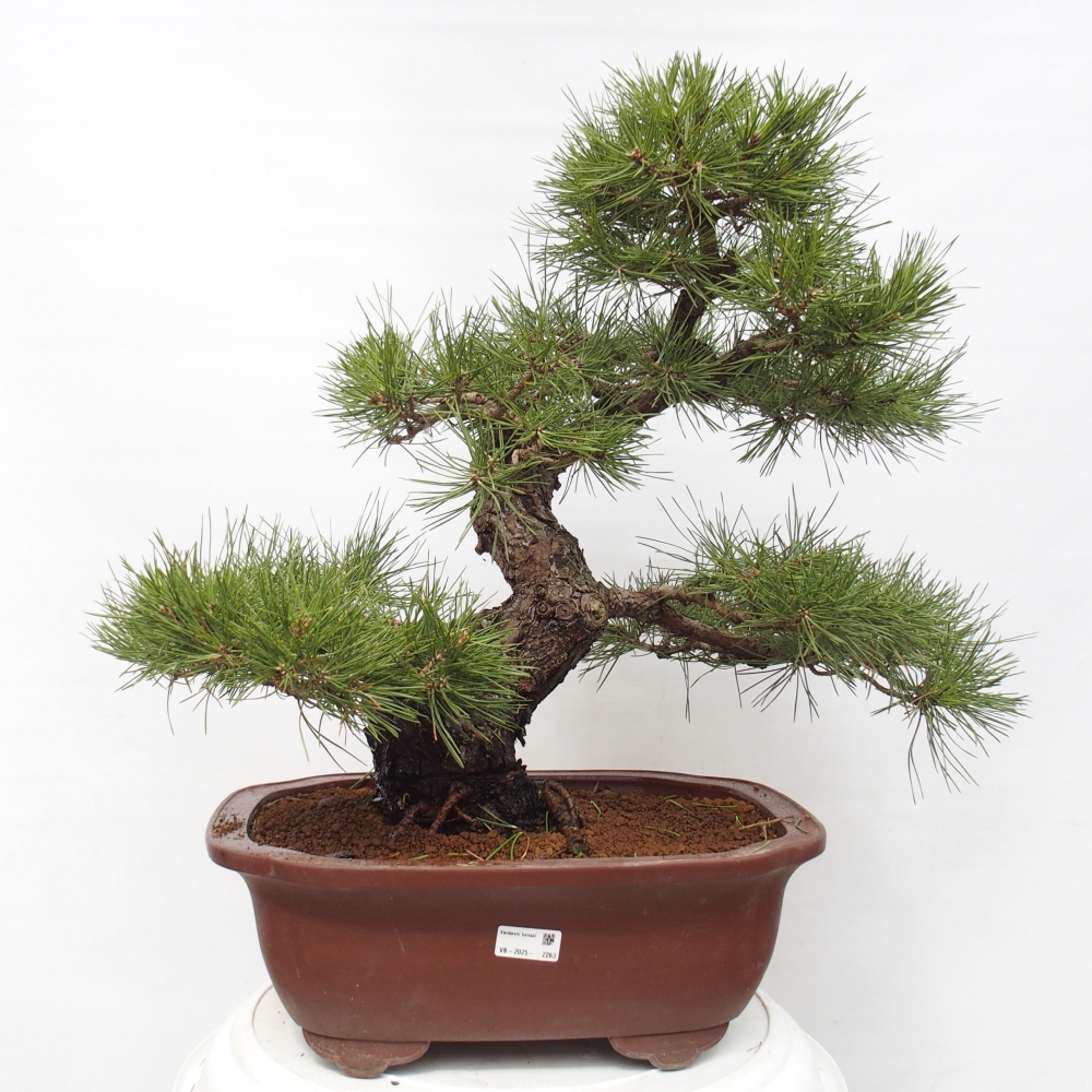 Outdoor-Bonsai - Pinus thunbergii - Thunbergkiefer