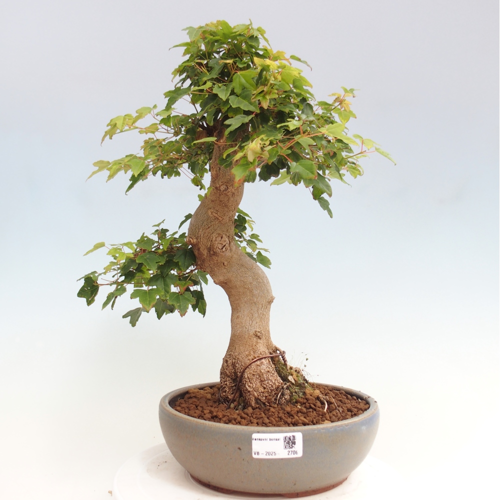 Bonsai im Freien - Ahorn Buergerianum - Burger Maple