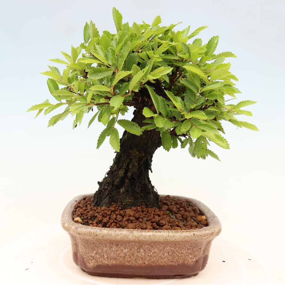 Bonsai für draußen - Zelkova - Zelkova NIRE