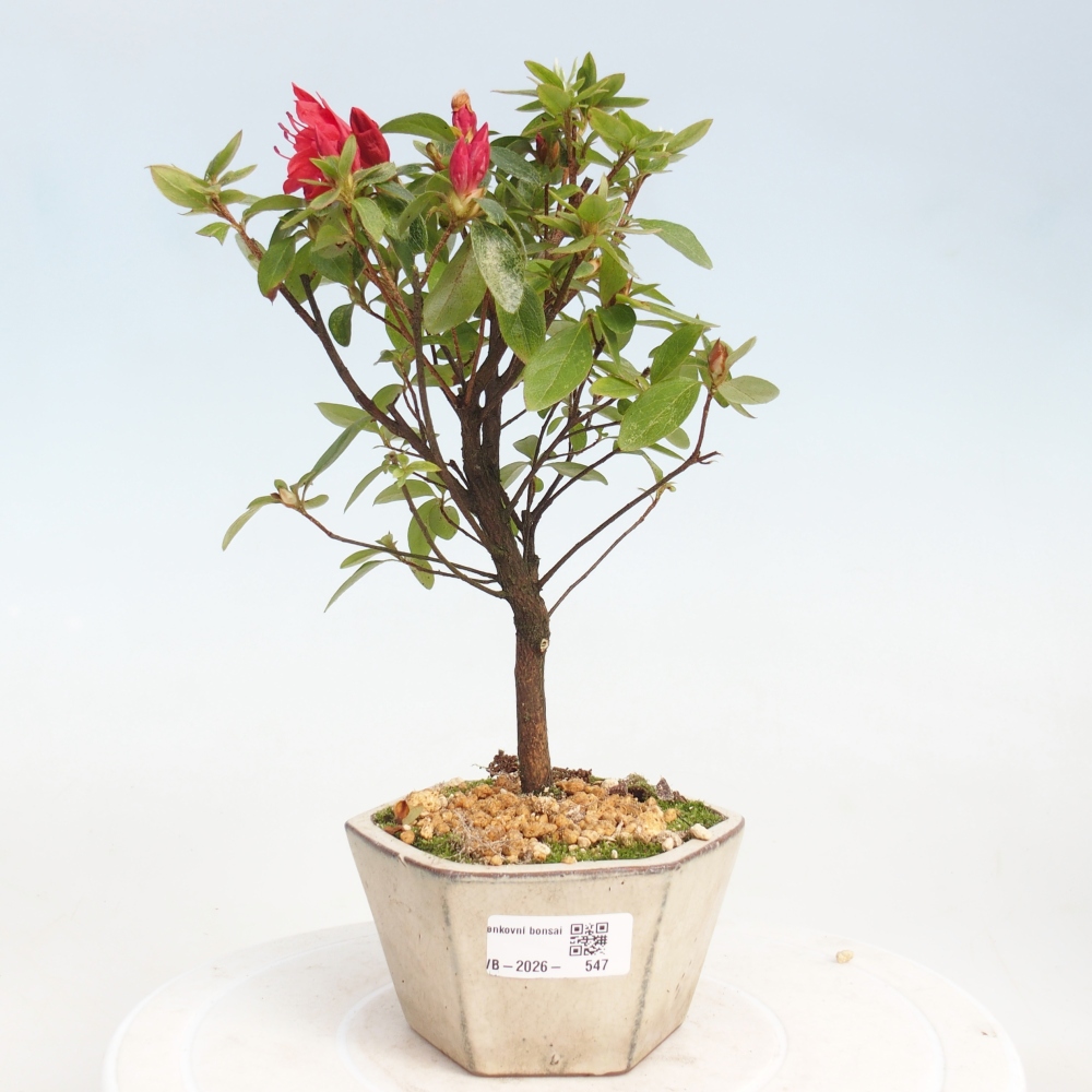 Bonsai für draußen - Japanische Azalee - Azalea sp.