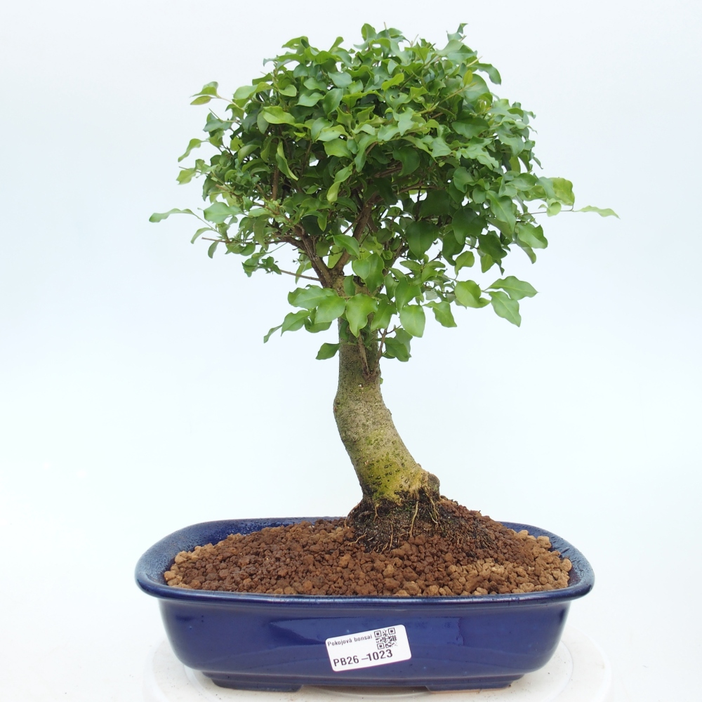 Zimmer Bonsai -Ligustrum chinensis - Vogelschnabel