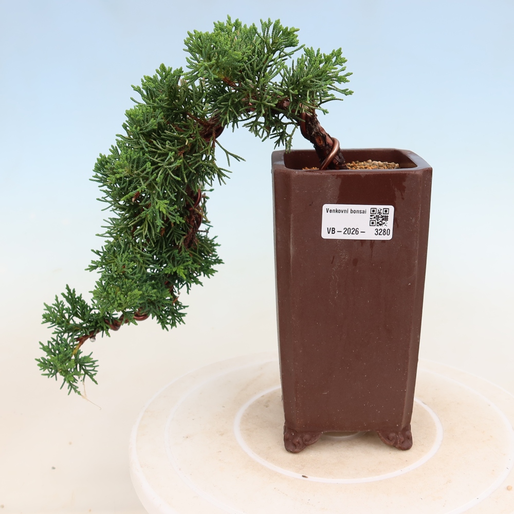 Bonsai für draußen - Juniperus chinensis Kishu