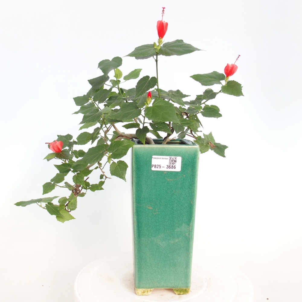 Zimmerbonsai - Malvaviscus arboreus