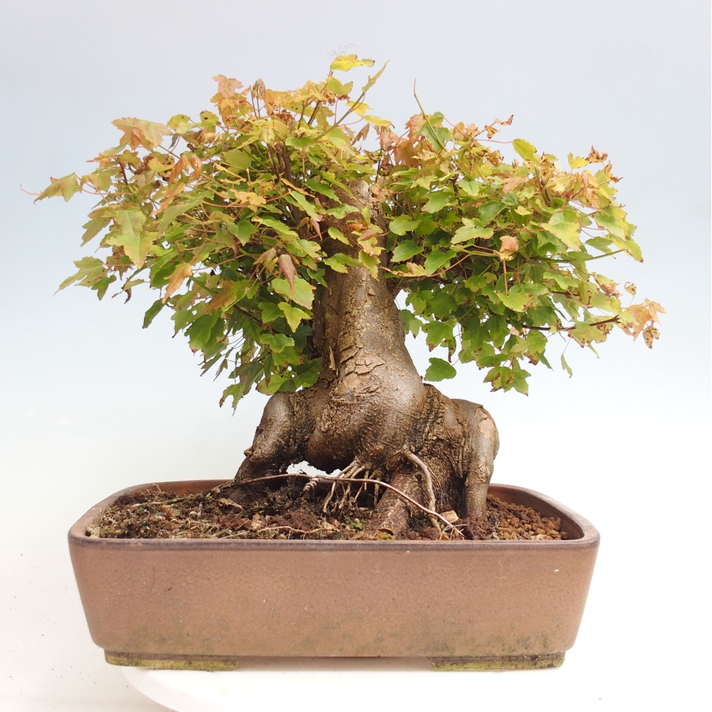 Bonsai im Freien - Ahorn Buergerianum - Burger Maple