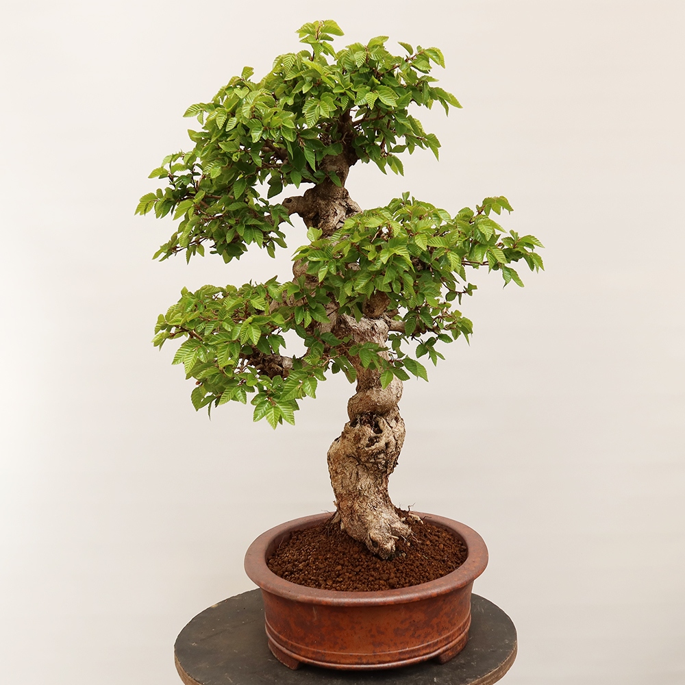Bonsai im Freien - Carpinus Coreana - Koreanische Hainbuche