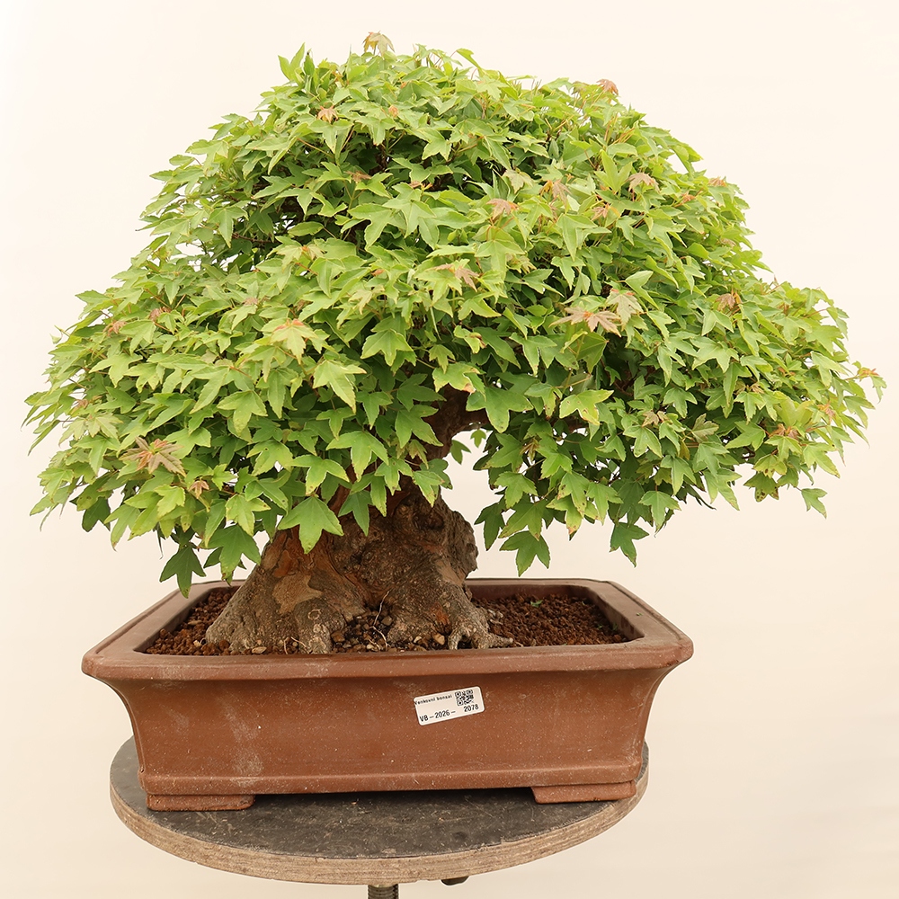 Bonsai für draußen - Ahorn Burger - Acer Burgerianum