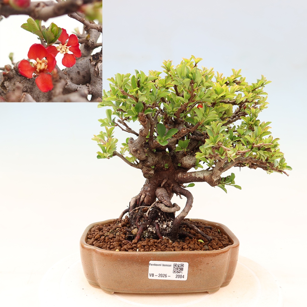 Bonsai für draußen - Chaneomeles speciosa Chojubai