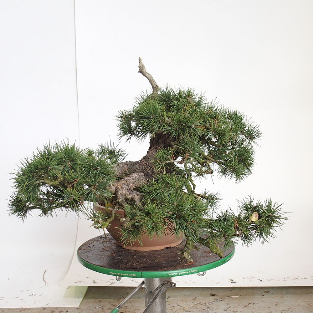 Yamadori - Pinus sylvestris Spanien