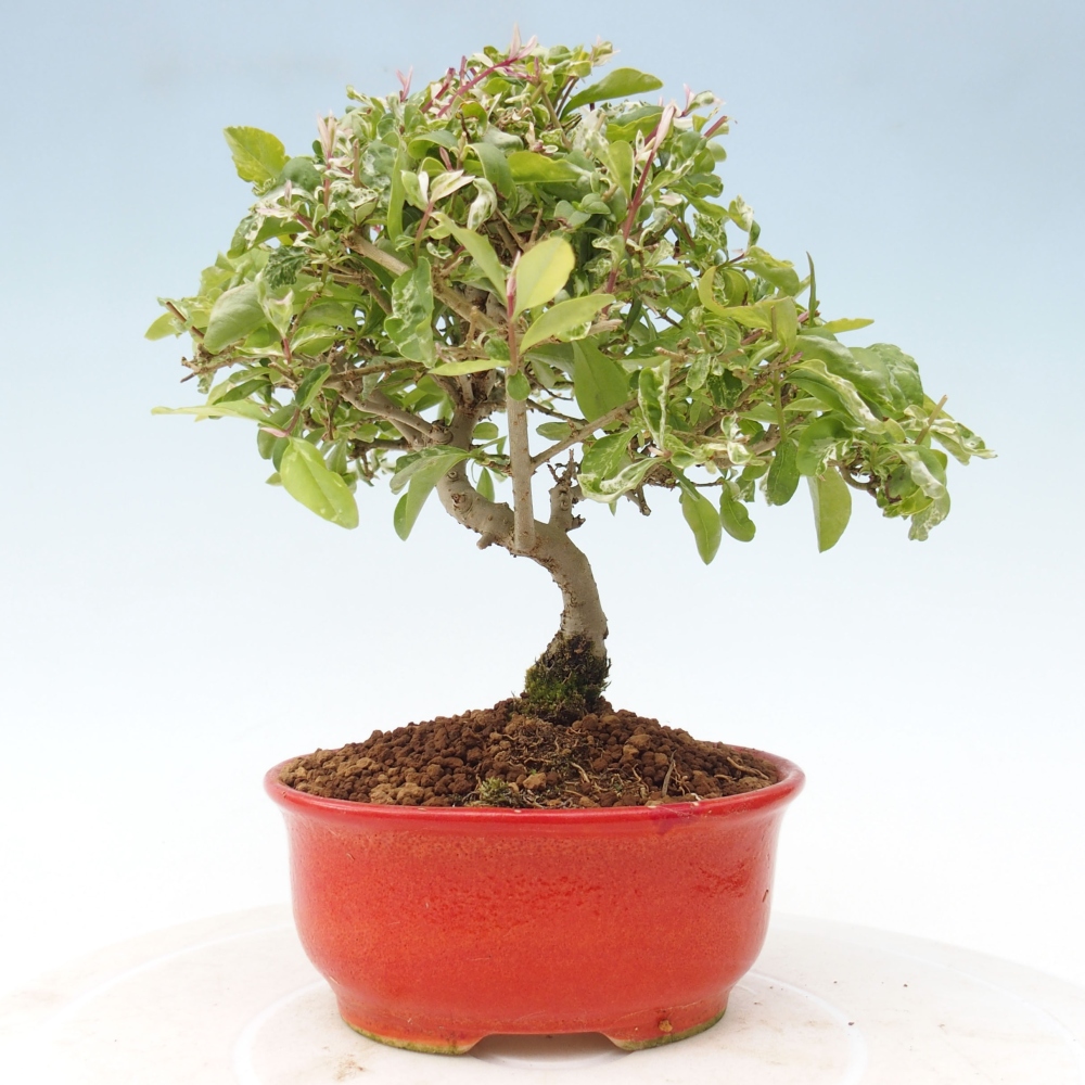 Freilandbonsai - Ligustrum obtusifolium - Stumpfblättriger Vogelschnabel