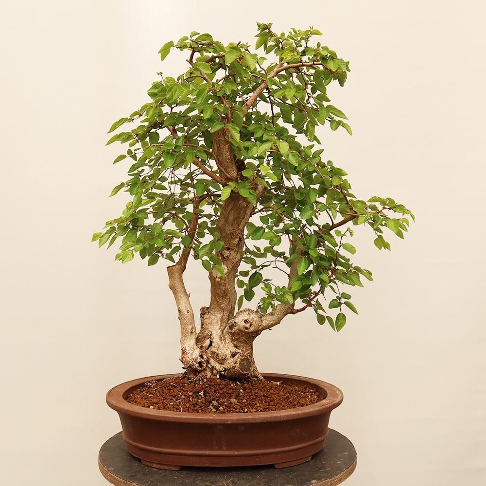 Bonsai im Freien - Carpinus Coreana - Koreanische Hainbuche