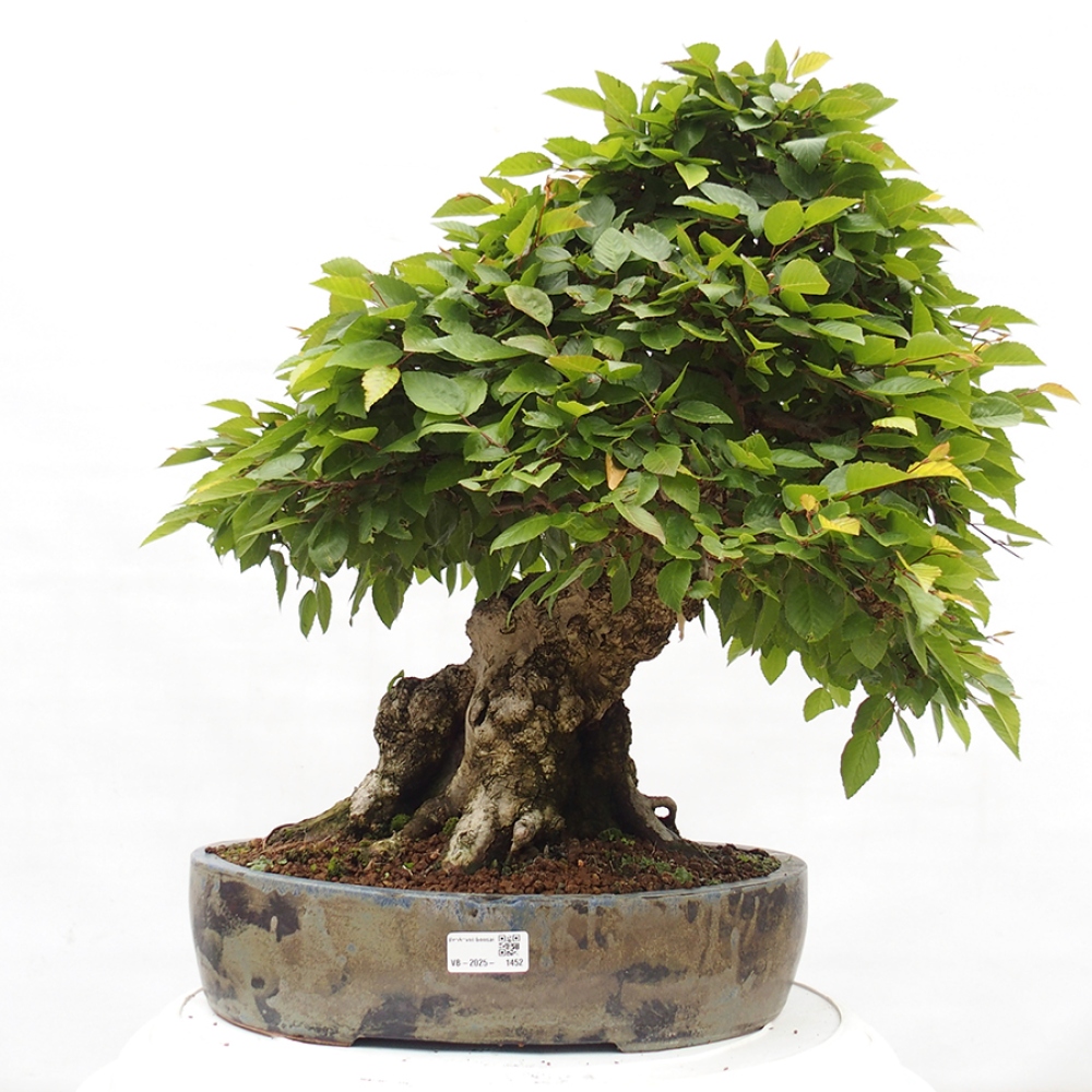 Bonsai im Freien -Carpinus CARPINOIDES - Koreanische Hainbuche