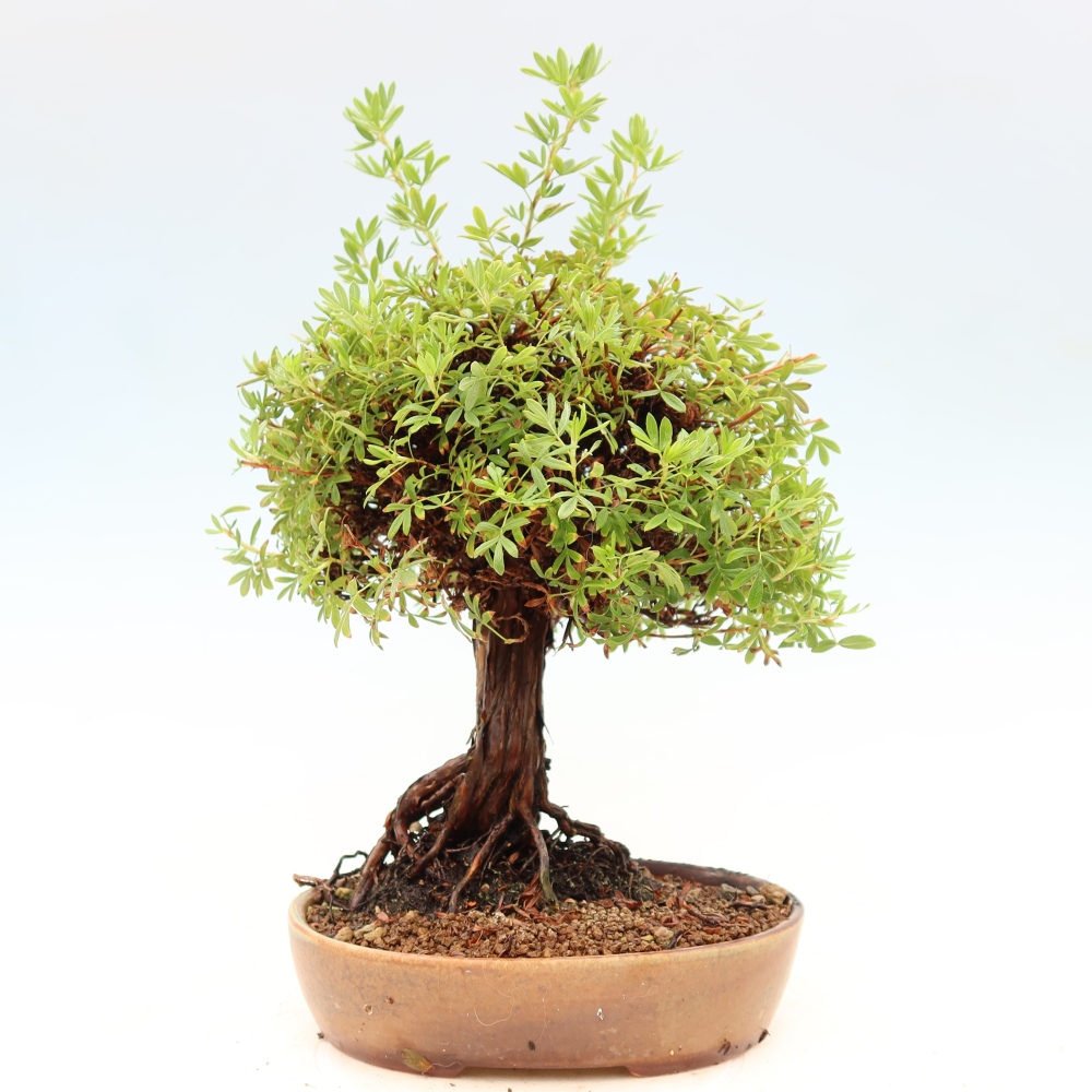 Bonsai für draußen - Potentila fruticosa