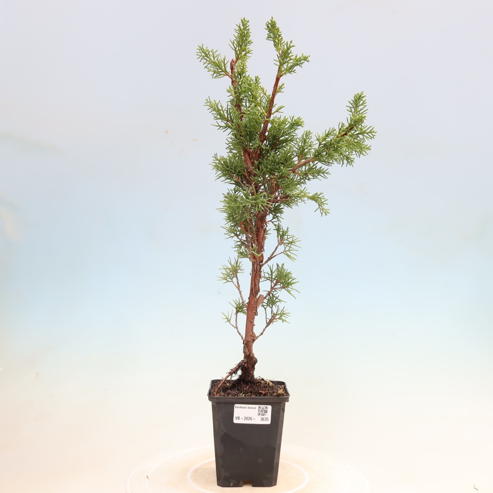 Bonsai für draußen - Juniperus chinensis Kishu