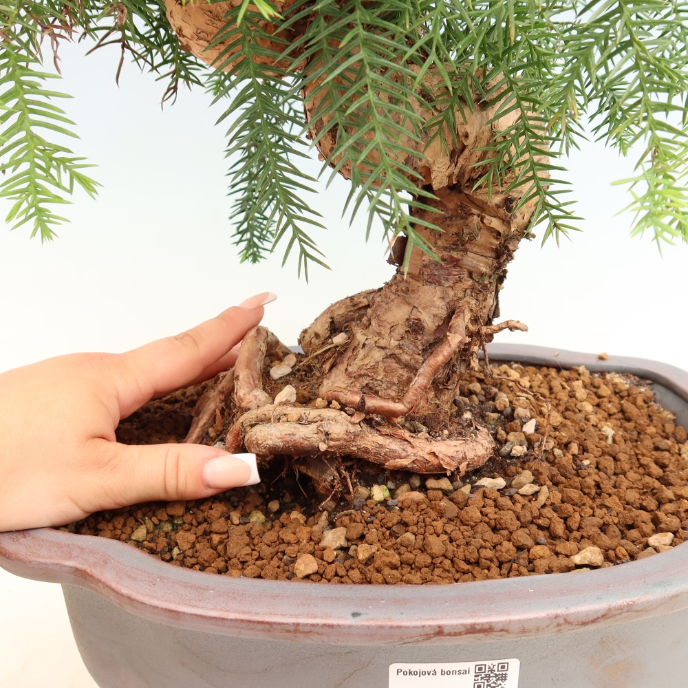 Zimmer Bonsai - Araucaria - Zimmer Fichte