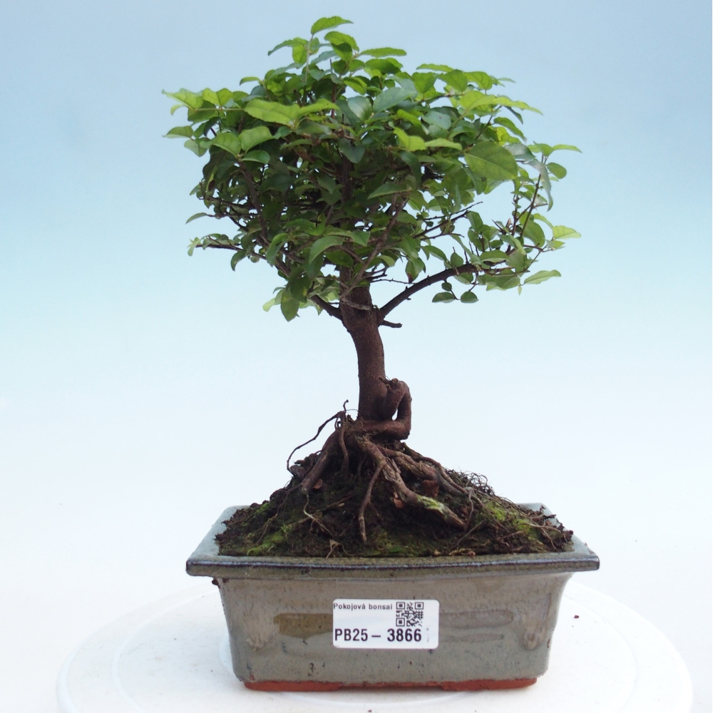 Zimmer Bonsai - Sageretia thea - Sageretia thea