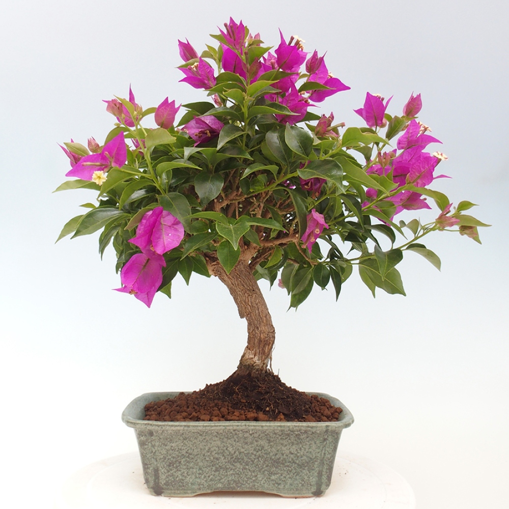 Indoor Bonsai - Bouganwilea