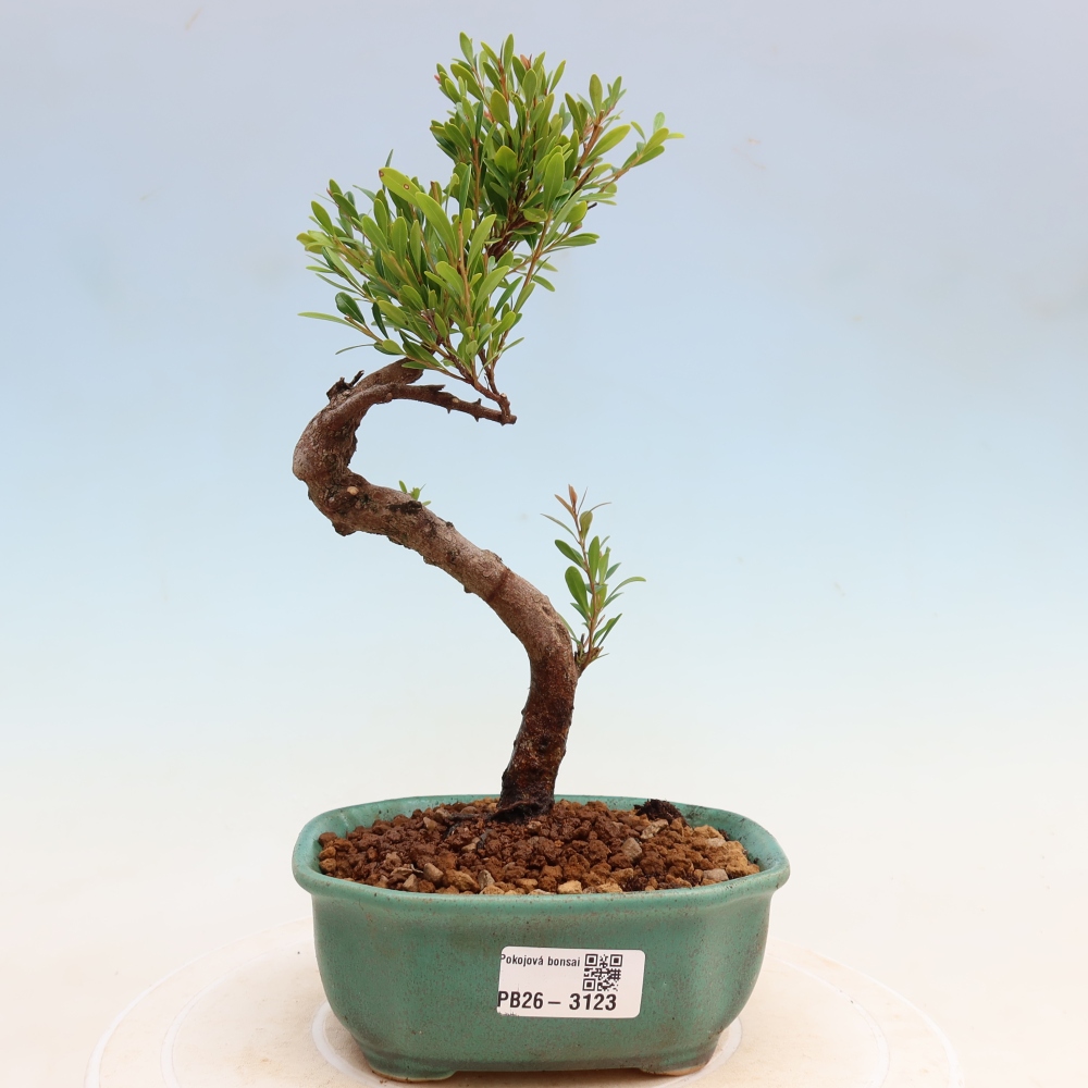 Zimmer Bonsai - Syzygium - Piment