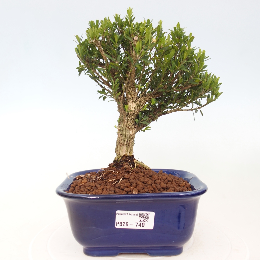 Zimmer Bonsai - Buxus harlandii - Korkbuxus