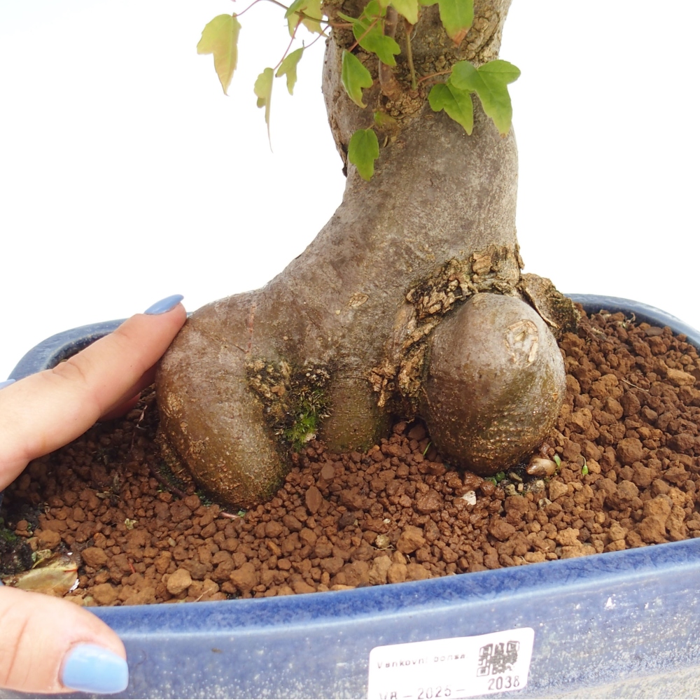 Bonsai im Freien - Ahorn Buergerianum - Burger Maple