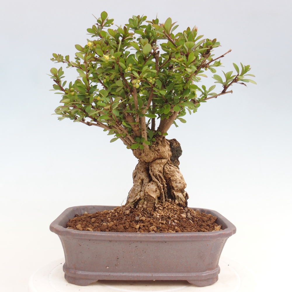 Bonsai für draußen - Berberis coreana