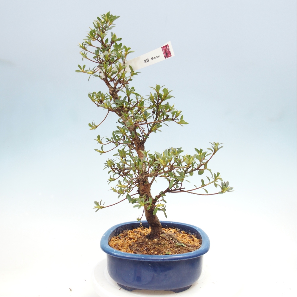 Bonsai für draußen - Japanische Azalee - Azalee MURASAKI
