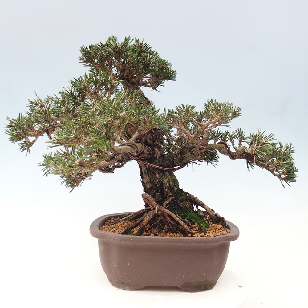 Bonsai für draußen - Pinus thunbergii Kotobuki - Thunberg-Kiefer