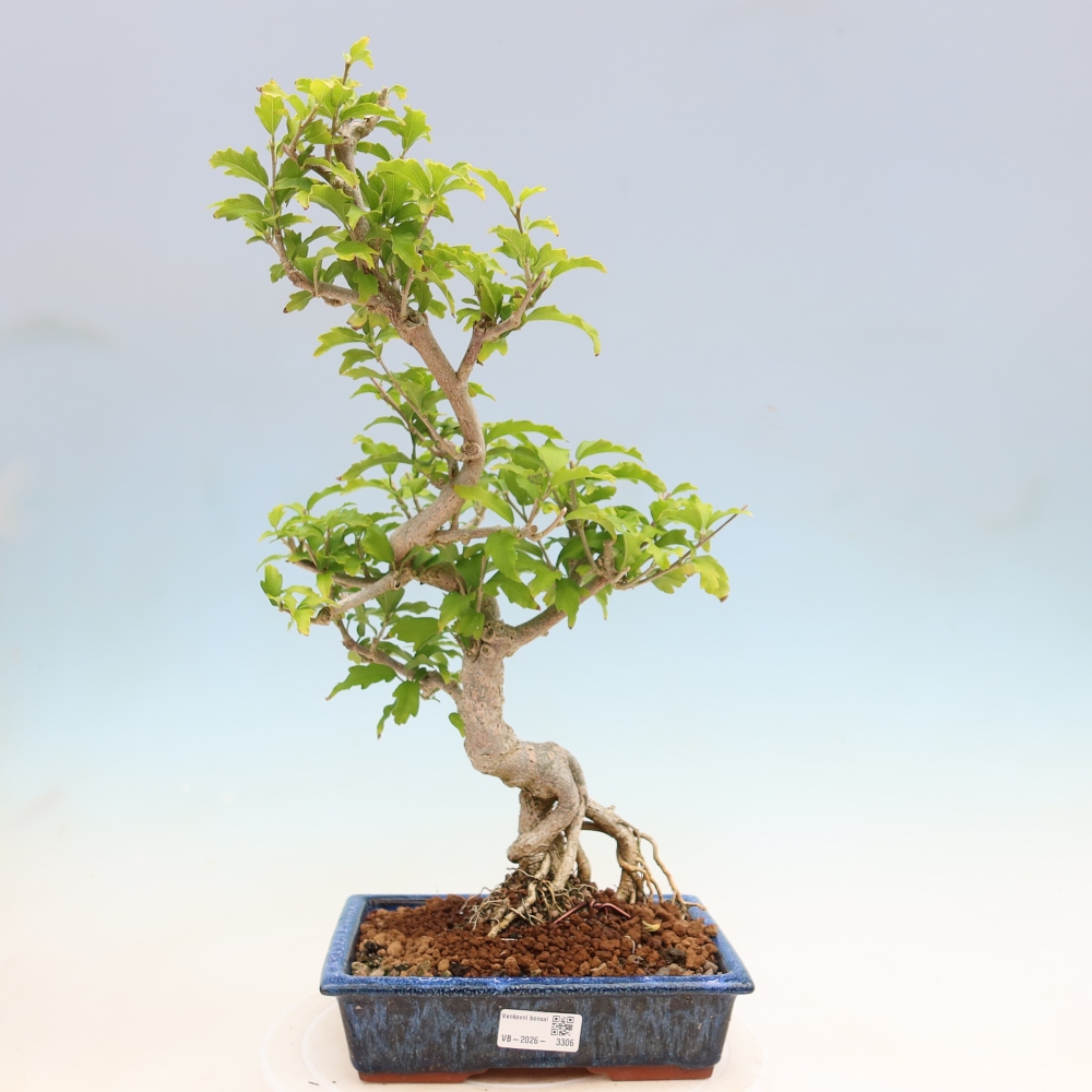 Bonsai für den Außenbereich – Hibiscus syriacus – Syrischer Hibiskus
