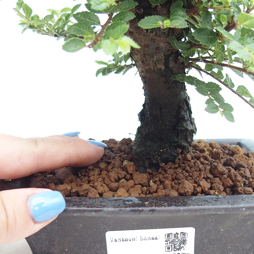 Bonsai im Freien - Ulmus parvifolia Hokkaido - Chinesische Ulme