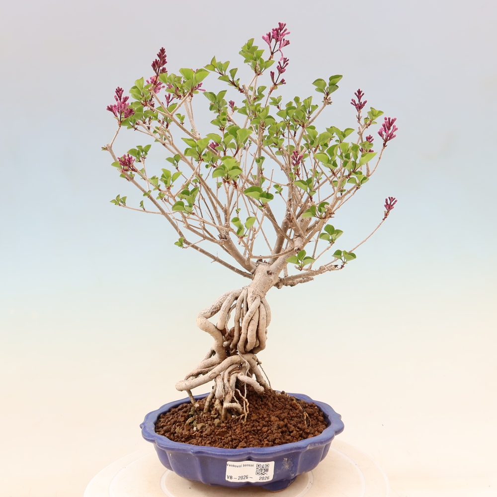Bonsai für draußen - Syringa microphylla - Kleinblütiger Flieder