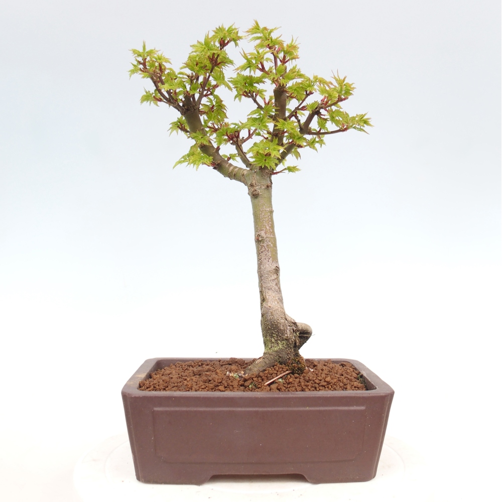 Bonsai für draußen -Javor-Palme Acer palmatum Shishigashira