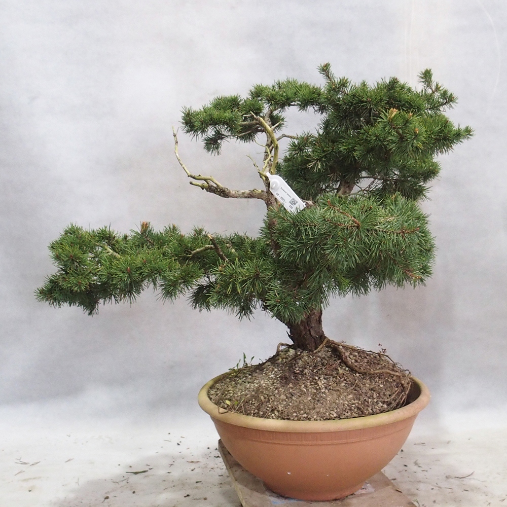 Yamadori - Pinus sylvestris 