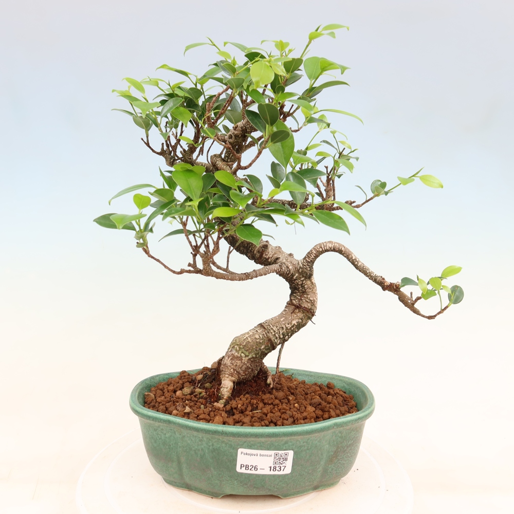 Zimmerbonsai - Ficus retusa - Kleinblättriger Ficus