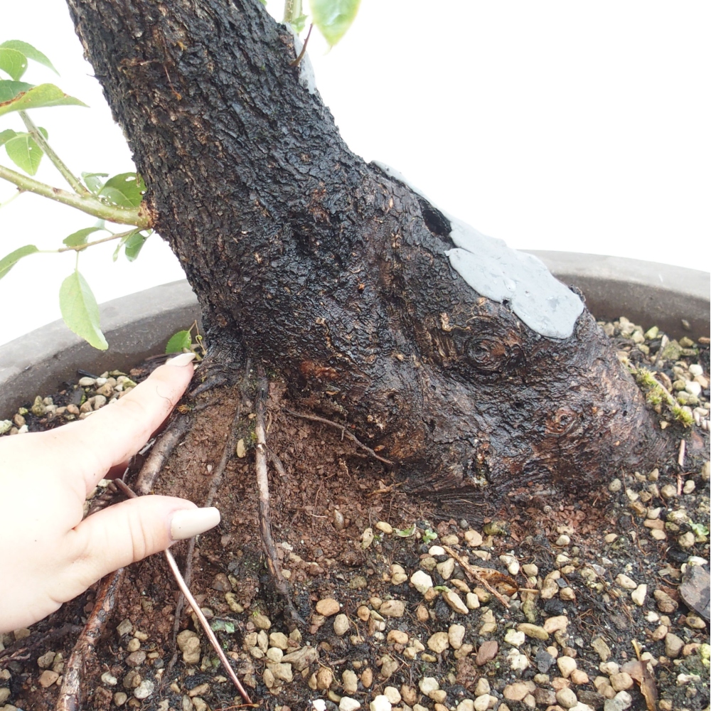Bonsai im Freien - Mahalebka - Prunus mahaleb