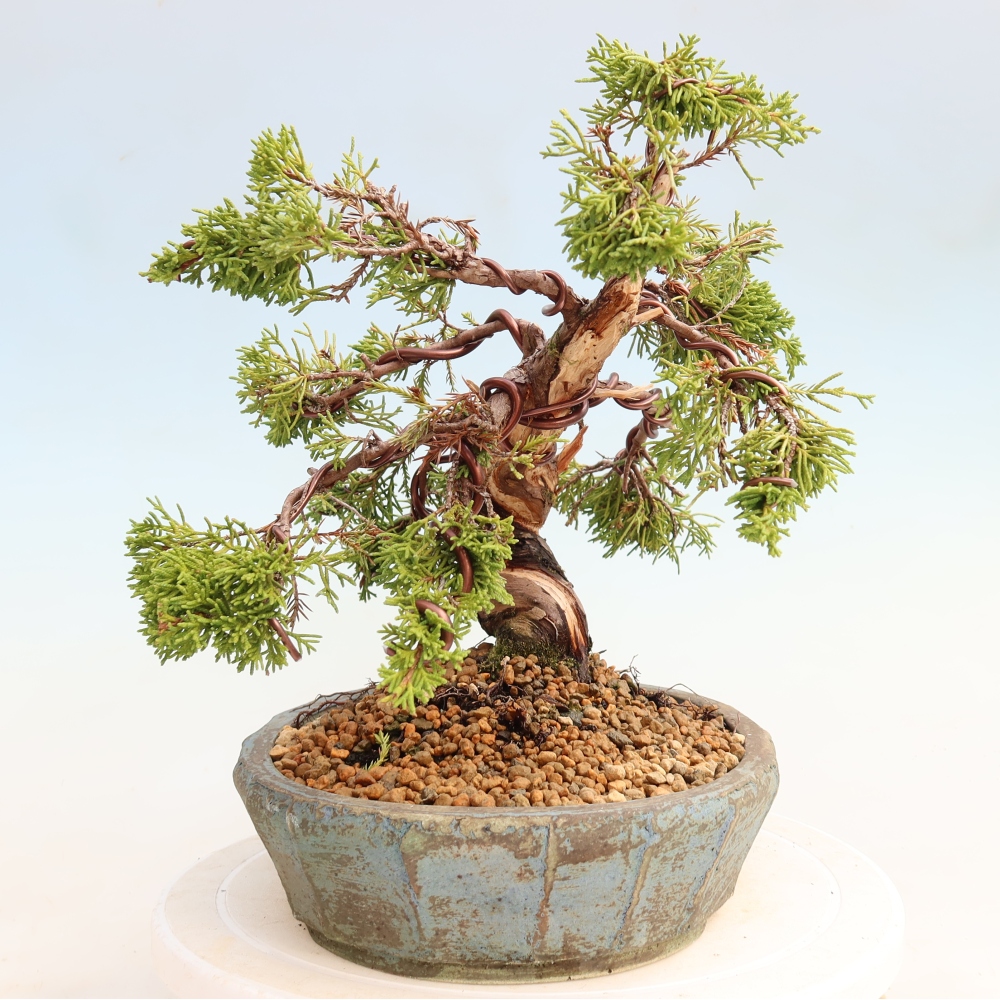 Bonsai für draußen - Juniperus chinensis Itoigawa-Juniperus chinensis