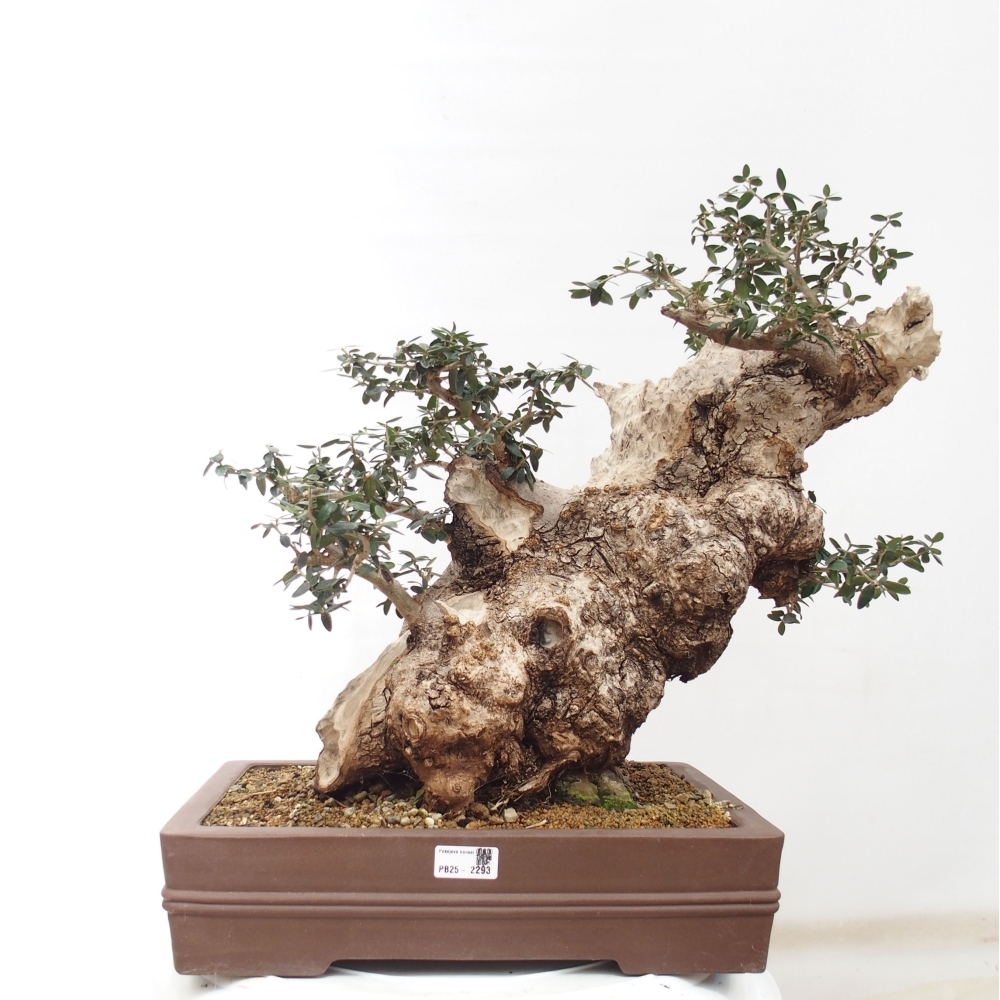 Indoor-Bonsai - Olea europaea sylvestris - Europäisches kleinblättriges Olivenöl