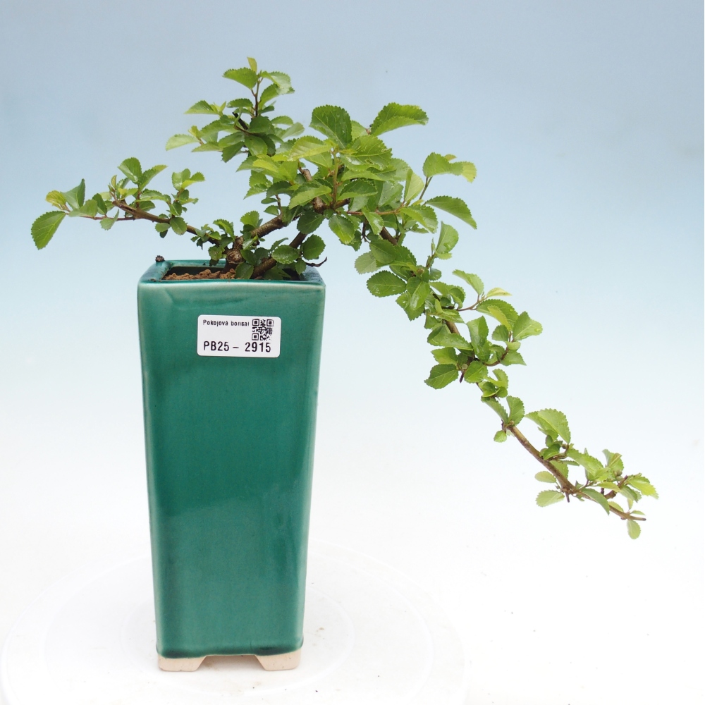 Zimmerbonsai - Grewia occidentalis - Lavendelstern