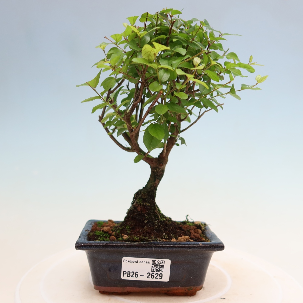 Zimmer Bonsai - Sageretia thea - Sageretia thea