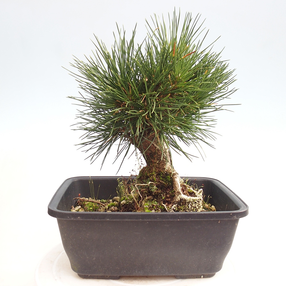 Bonsai für draußen - Pinus thunbergii - Thunberg-Kiefer