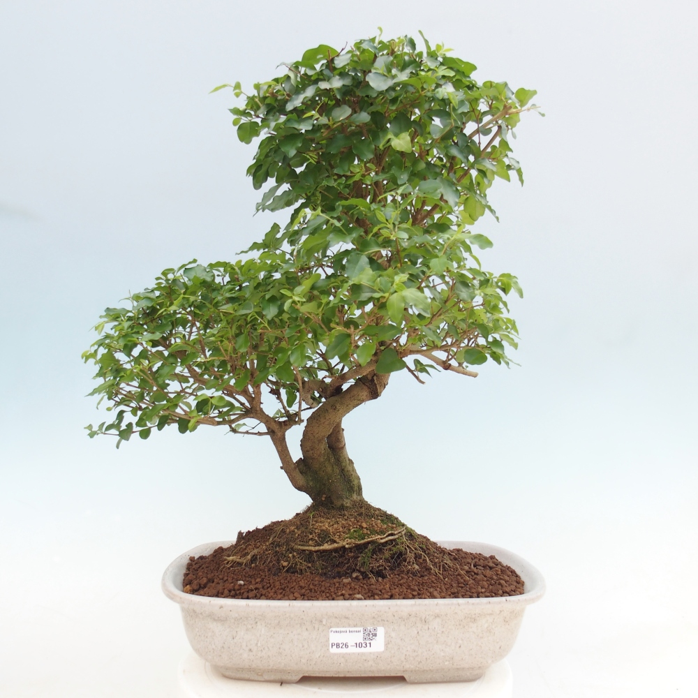Zimmer Bonsai -Ligustrum chinensis - Vogelschnabel