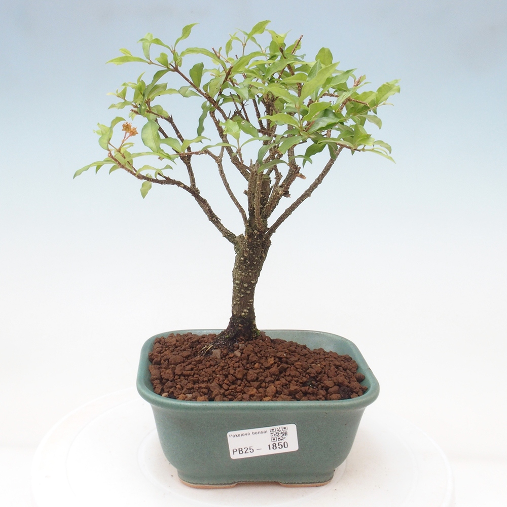 Zimmerbonsai - Malpighia coccigera - Barbdor-Kirsche