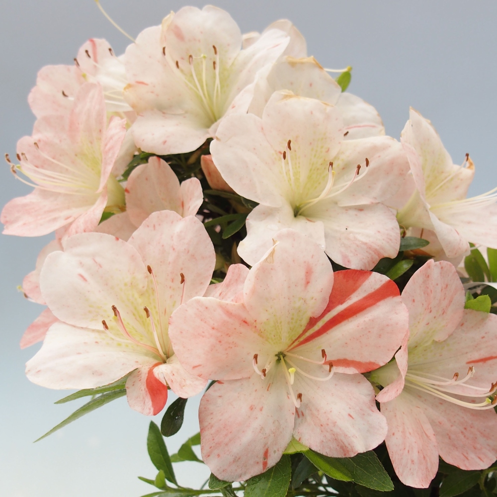 Bonsai im Freien - Japanische Azalee - Azalea Asazakura