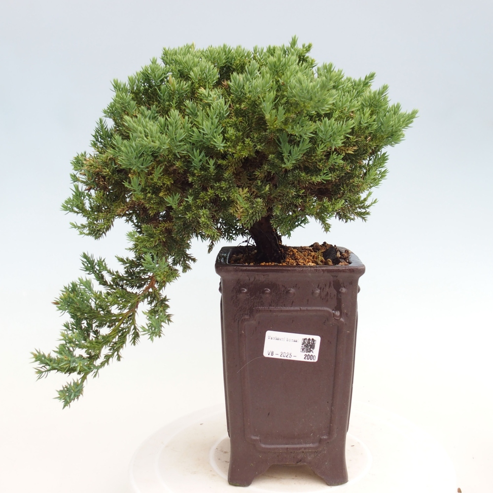 Bonsai im Freien - Juniperus procumbens - Niedergeworfener Wacholder