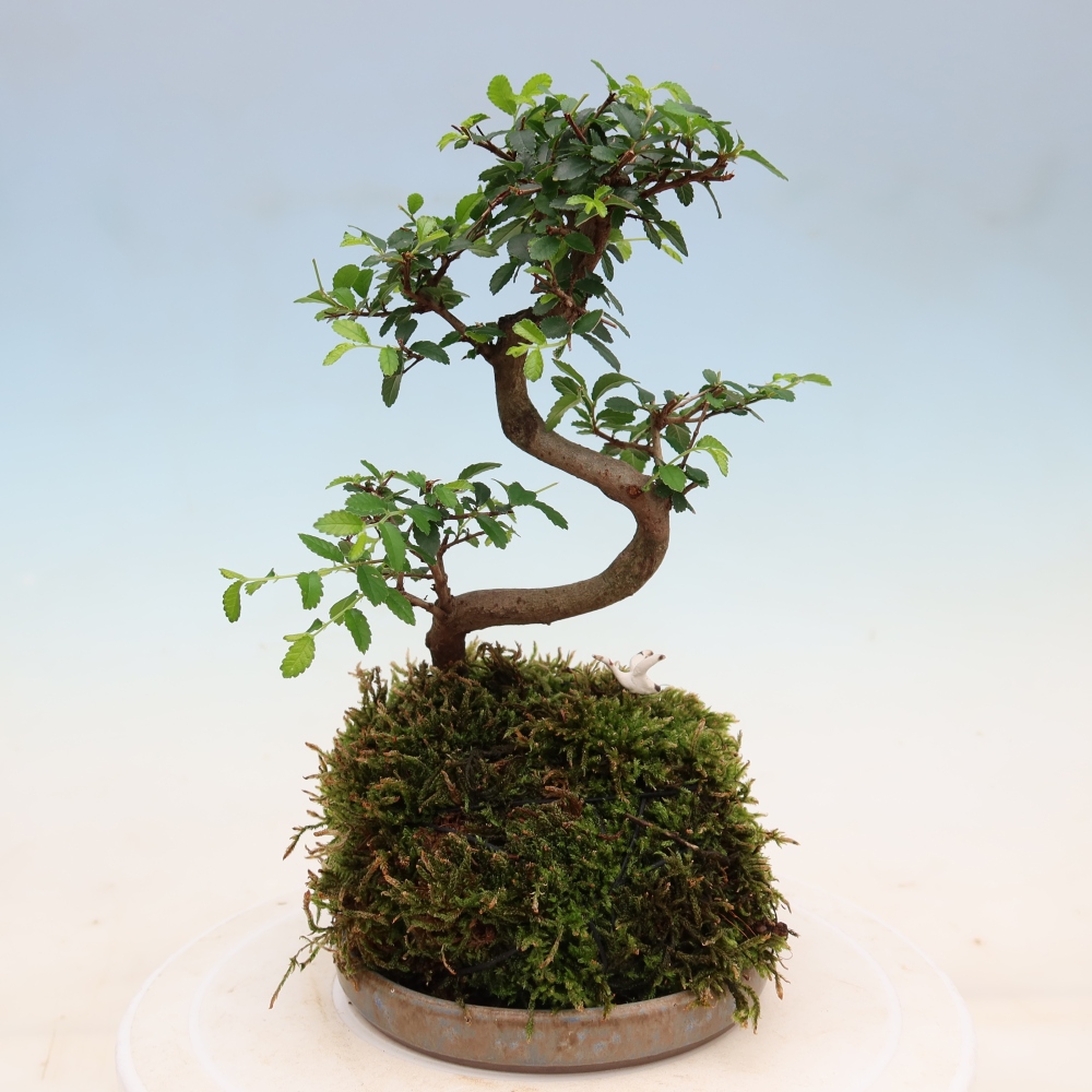 Kokedama mit Untersetzer – Ulmus parvifolia – Kleinblättrige Ulme