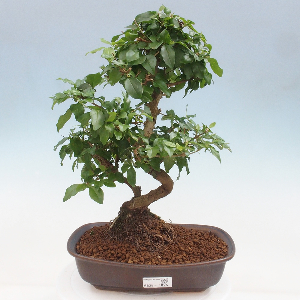 Zimmerbonsai -Ligustrum chinensis - Liguster