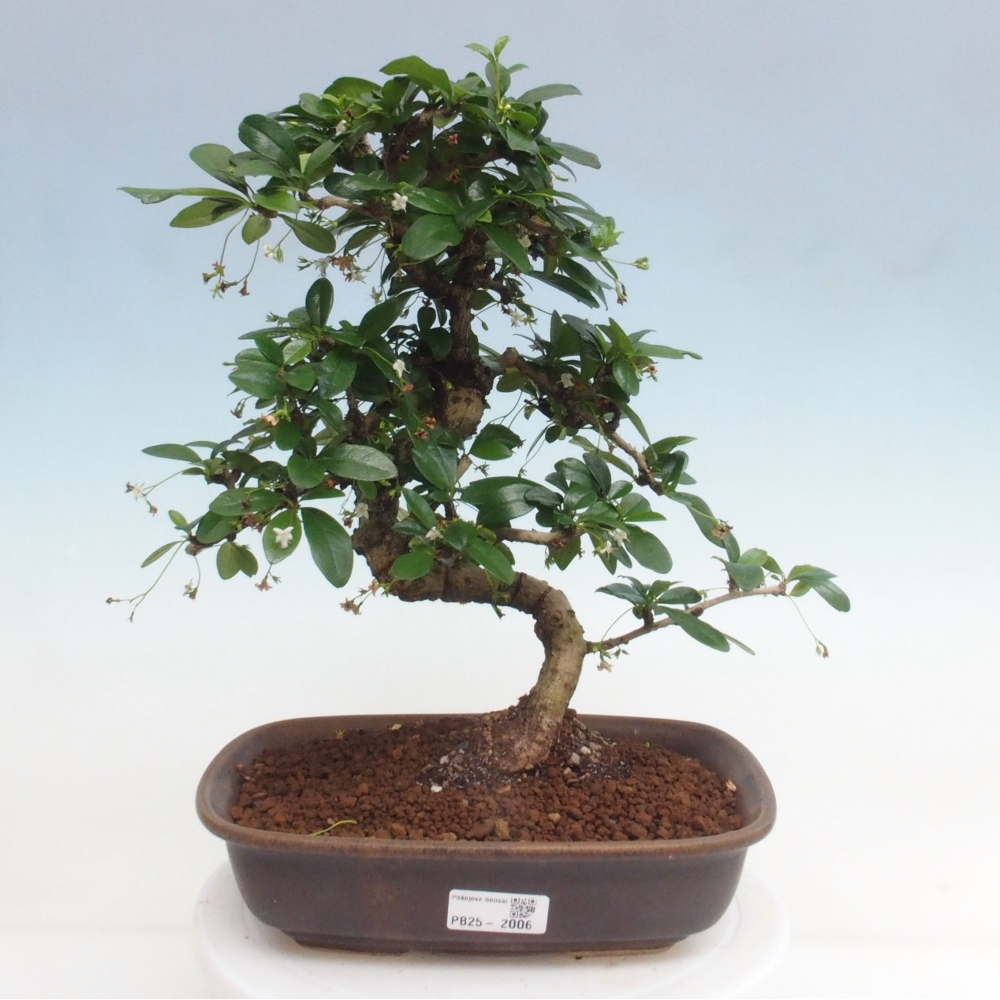 Zimmer Bonsai - Carmona macrophylla - Tea Fuki