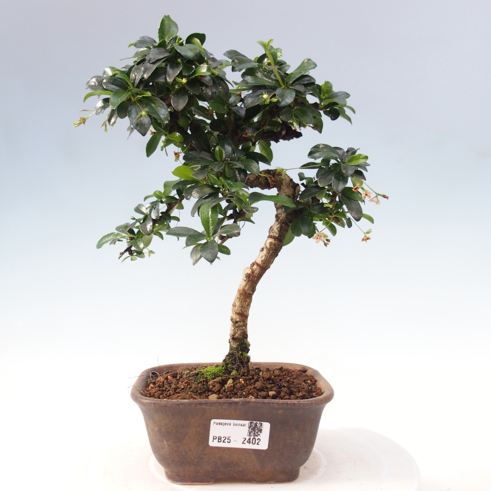 Zimmerbonsai - Carmona Macrophylla - Fuki-Tee