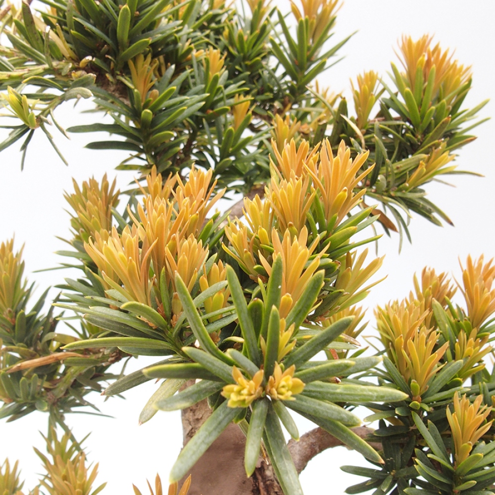 Bonsai im Freien - Taxus cuspidata - Japanische Eibe