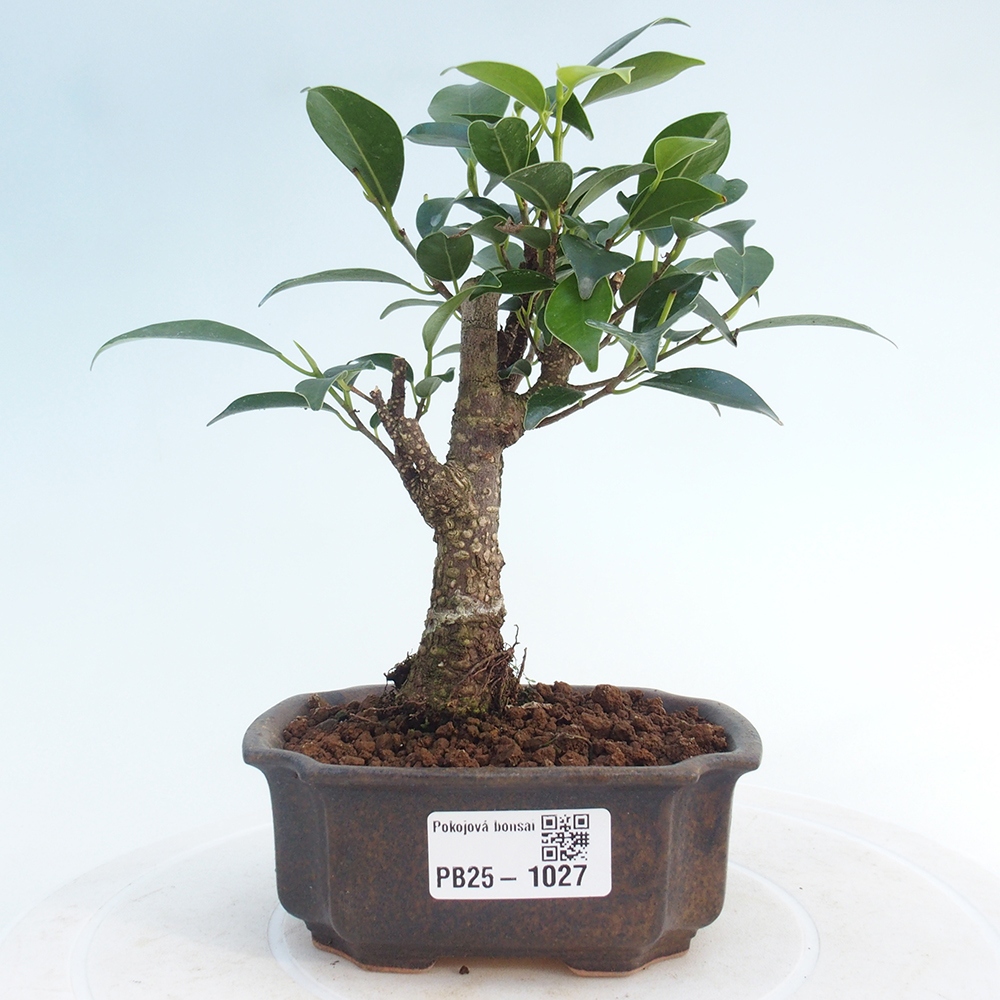 Zimmerbonsai - Kleinblättriger Ficus - Ficus kimmen